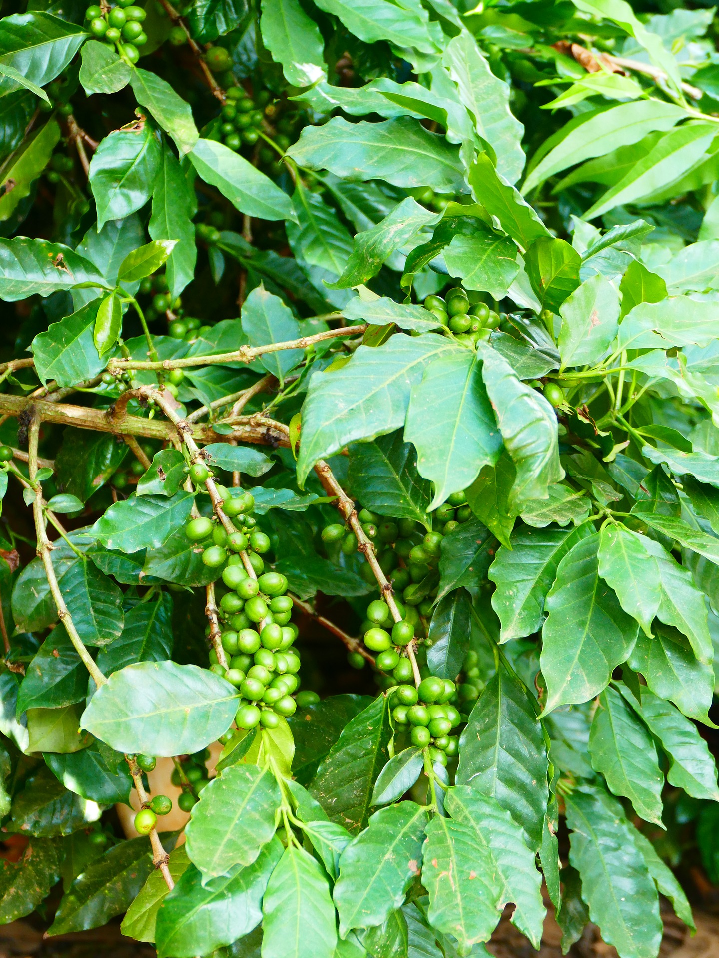 Auf diesem Bild sieht man ein grüne Kaffeepflanze mit vereinzelten noch grünen Kaffeebohnen