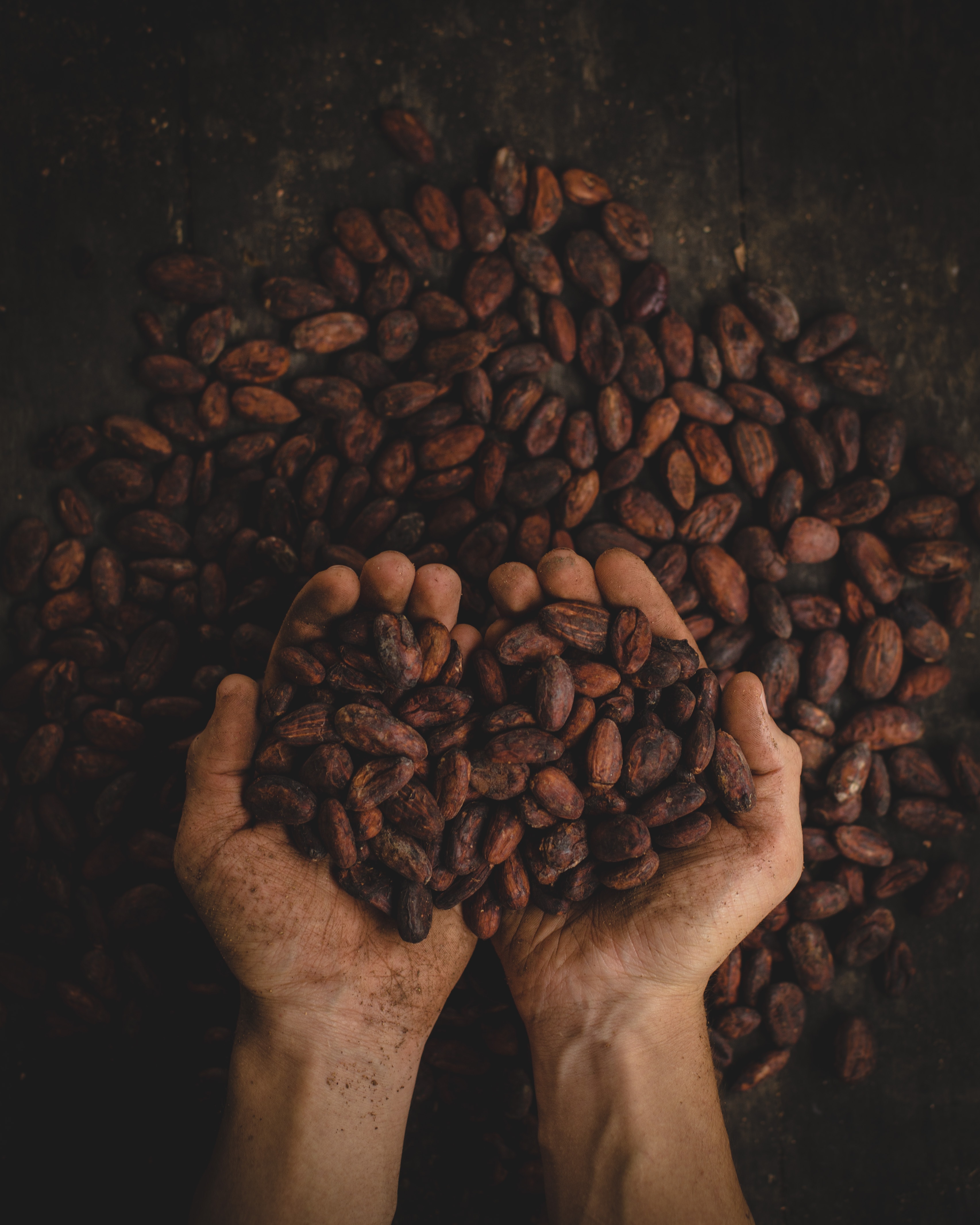 Kakaobohnen liegen in Händen